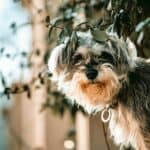 Hund in Schloss Krugsdorf