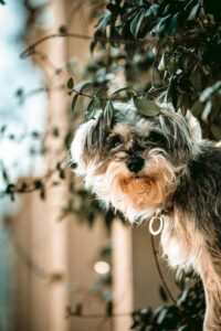 pexels-gokhancinar-30764975